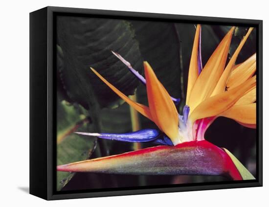 Bird of Paradise, Maui, Hawaii, USA-Julie Eggers-Framed Premier Image Canvas