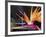 Bird of Paradise, Maui, Hawaii, USA-Julie Eggers-Framed Premium Photographic Print