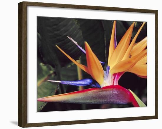 Bird of Paradise, Maui, Hawaii, USA-Julie Eggers-Framed Premium Photographic Print