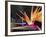 Bird of Paradise, Maui, Hawaii, USA-Julie Eggers-Framed Premium Photographic Print