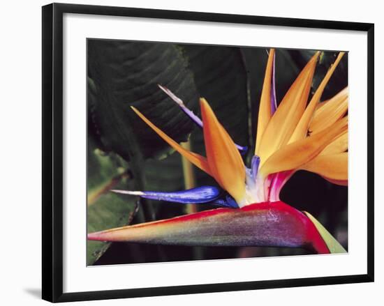 Bird of Paradise, Maui, Hawaii, USA-Julie Eggers-Framed Premium Photographic Print