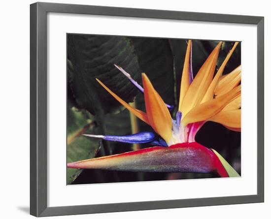 Bird of Paradise, Maui, Hawaii, USA-Julie Eggers-Framed Premium Photographic Print