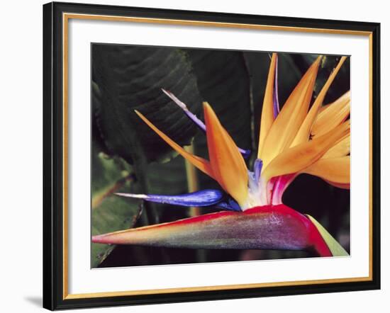 Bird of Paradise, Maui, Hawaii, USA-Julie Eggers-Framed Premium Photographic Print