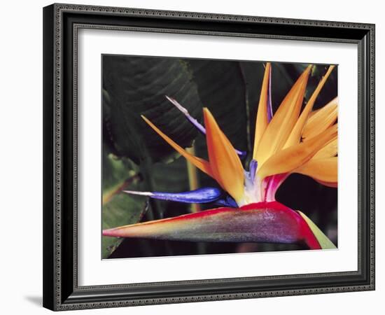 Bird of Paradise, Maui, Hawaii, USA-Julie Eggers-Framed Photographic Print