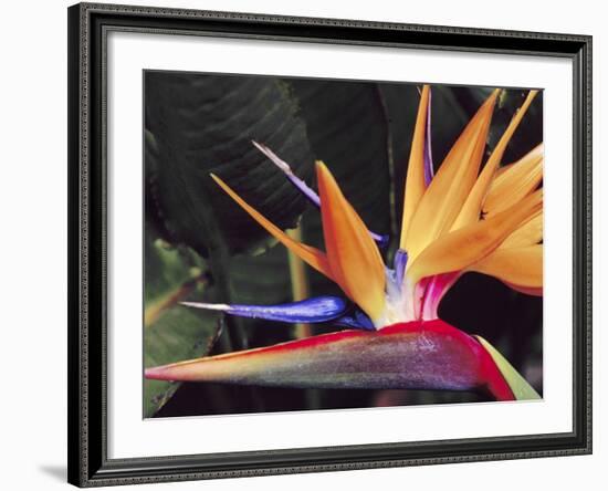 Bird of Paradise, Maui, Hawaii, USA-Julie Eggers-Framed Photographic Print