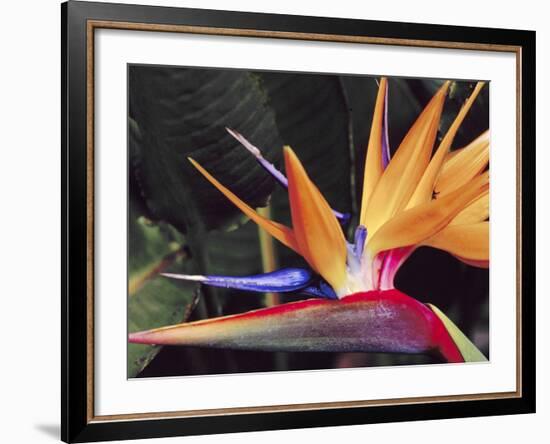 Bird of Paradise, Maui, Hawaii, USA-Julie Eggers-Framed Photographic Print