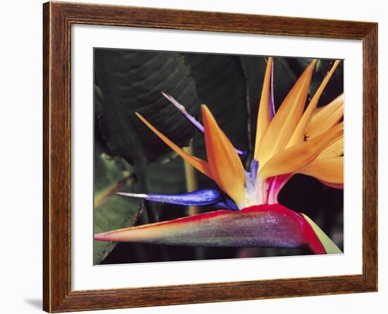 Bird of Paradise, Maui, Hawaii, USA-Julie Eggers-Framed Photographic Print