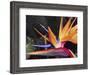 Bird of Paradise, Maui, Hawaii, USA-Julie Eggers-Framed Photographic Print