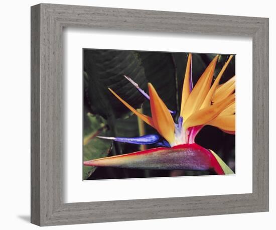 Bird of Paradise, Maui, Hawaii, USA-Julie Eggers-Framed Photographic Print