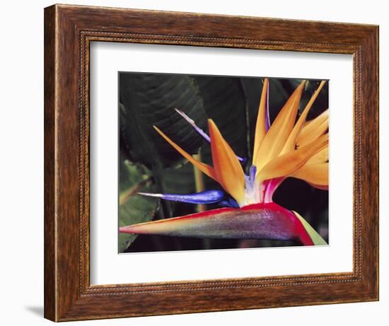 Bird of Paradise, Maui, Hawaii, USA-Julie Eggers-Framed Photographic Print