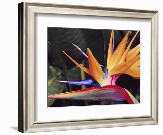 Bird of Paradise, Maui, Hawaii, USA-Julie Eggers-Framed Photographic Print