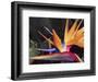 Bird of Paradise, Maui, Hawaii, USA-Julie Eggers-Framed Photographic Print