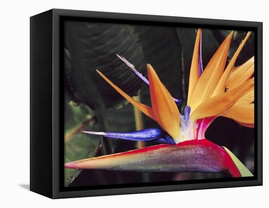 Bird of Paradise, Maui, Hawaii, USA-Julie Eggers-Framed Premier Image Canvas