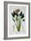 Bird of Paradise, or Crane Flower, 1836-Pancrace Bessa-Framed Giclee Print