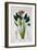 Bird of Paradise, or Crane Flower, 1836-Pancrace Bessa-Framed Giclee Print