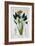 Bird of Paradise, or Crane Flower, 1836-Pancrace Bessa-Framed Giclee Print