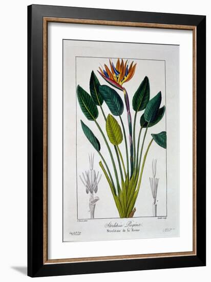 Bird of Paradise, or Crane Flower, 1836-Pancrace Bessa-Framed Giclee Print