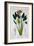 Bird of Paradise, or Crane Flower, 1836-Pancrace Bessa-Framed Giclee Print