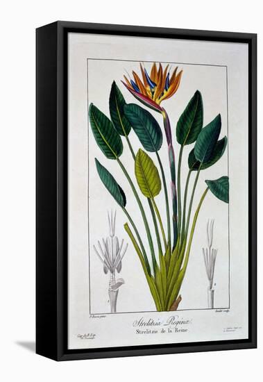 Bird of Paradise, or Crane Flower, 1836-Pancrace Bessa-Framed Premier Image Canvas