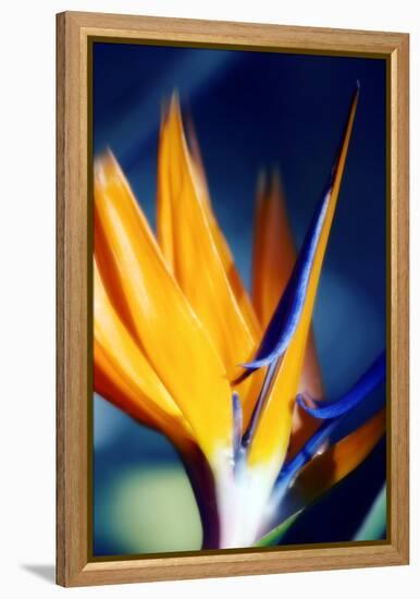 Bird of Paradise (Strelitzia Reginae)-Maria Mosolova-Framed Premier Image Canvas