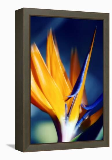 Bird of Paradise (Strelitzia Reginae)-Maria Mosolova-Framed Premier Image Canvas