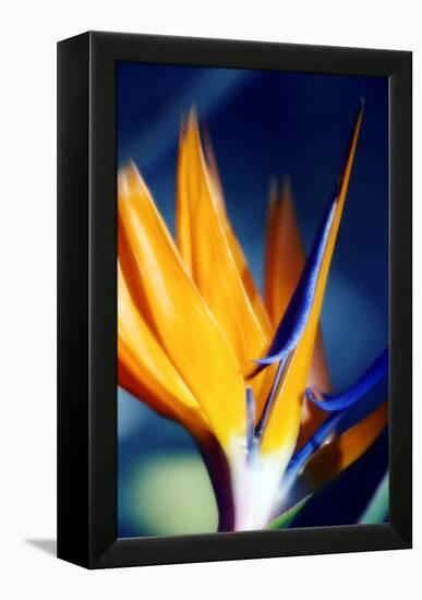 Bird of Paradise (Strelitzia Reginae)-Maria Mosolova-Framed Premier Image Canvas