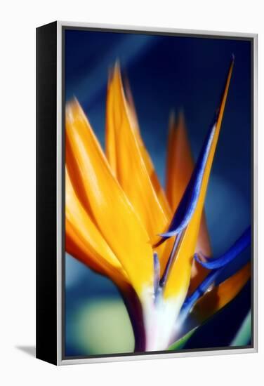 Bird of Paradise (Strelitzia Reginae)-Maria Mosolova-Framed Premier Image Canvas