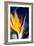 Bird of Paradise (Strelitzia Reginae)-Maria Mosolova-Framed Photographic Print