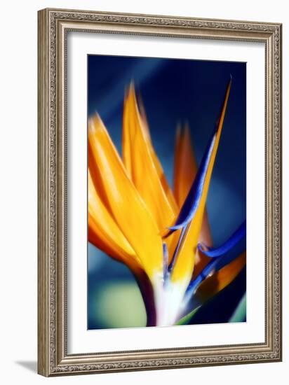 Bird of Paradise (Strelitzia Reginae)-Maria Mosolova-Framed Photographic Print