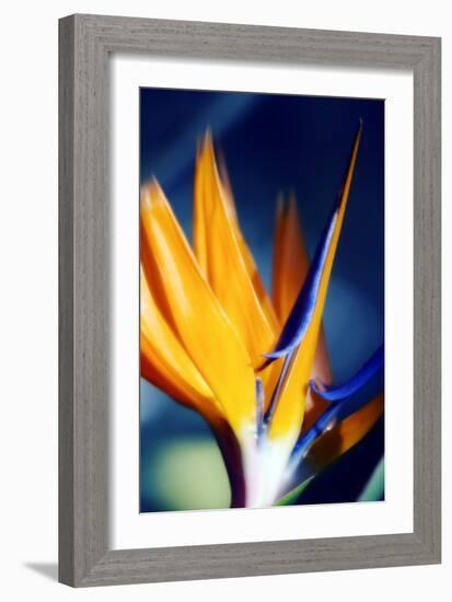 Bird of Paradise (Strelitzia Reginae)-Maria Mosolova-Framed Photographic Print