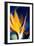 Bird of Paradise (Strelitzia Reginae)-Maria Mosolova-Framed Photographic Print