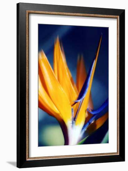 Bird of Paradise (Strelitzia Reginae)-Maria Mosolova-Framed Photographic Print