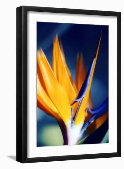 Bird of Paradise (Strelitzia Reginae)-Maria Mosolova-Framed Photographic Print