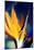 Bird of Paradise (Strelitzia Reginae)-Maria Mosolova-Mounted Photographic Print