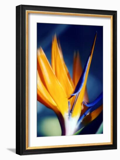 Bird of Paradise (Strelitzia Reginae)-Maria Mosolova-Framed Photographic Print