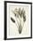 Bird of Paradise; Strelitzia Reginae-Pierre-Joseph Redouté-Framed Giclee Print