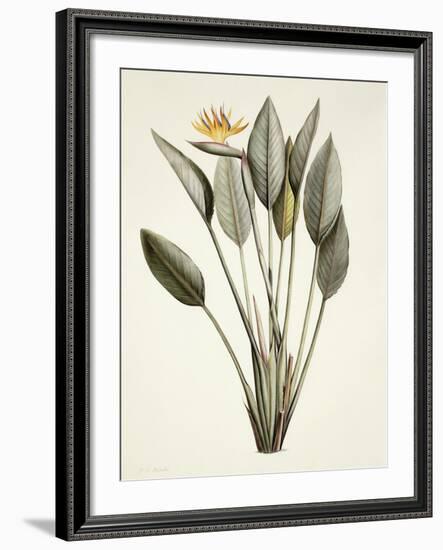 Bird of Paradise; Strelitzia Reginae-Pierre-Joseph Redouté-Framed Giclee Print