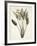 Bird of Paradise; Strelitzia Reginae-Pierre-Joseph Redouté-Framed Giclee Print