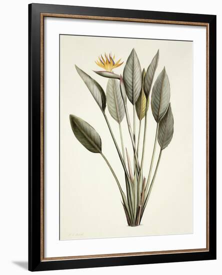 Bird of Paradise; Strelitzia Reginae-Pierre-Joseph Redouté-Framed Giclee Print