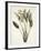 Bird of Paradise; Strelitzia Reginae-Pierre-Joseph Redouté-Framed Giclee Print