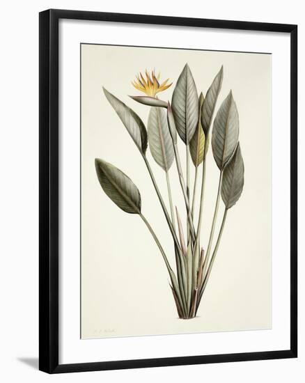 Bird of Paradise; Strelitzia Reginae-Pierre-Joseph Redouté-Framed Giclee Print