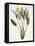 Bird of Paradise; Strelitzia Reginae-Pierre-Joseph Redouté-Framed Premier Image Canvas