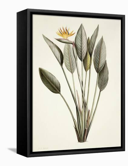 Bird of Paradise; Strelitzia Reginae-Pierre-Joseph Redouté-Framed Premier Image Canvas