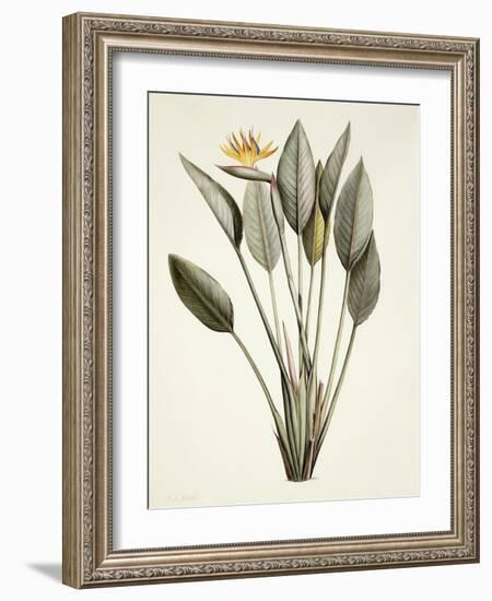 Bird of Paradise; Strelitzia Reginae-Pierre-Joseph Redouté-Framed Giclee Print