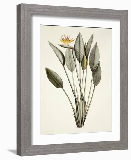 Bird of Paradise; Strelitzia Reginae-Pierre-Joseph Redouté-Framed Giclee Print