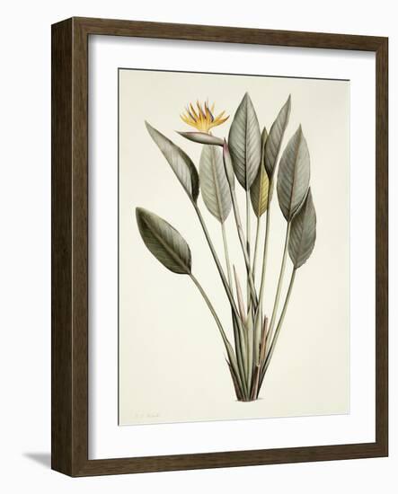 Bird of Paradise; Strelitzia Reginae-Pierre-Joseph Redouté-Framed Giclee Print