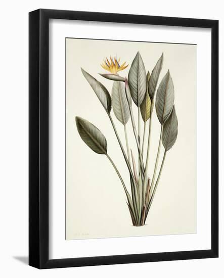 Bird of Paradise; Strelitzia Reginae-Pierre-Joseph Redouté-Framed Giclee Print