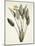 Bird of Paradise; Strelitzia Reginae-Pierre-Joseph Redouté-Mounted Giclee Print