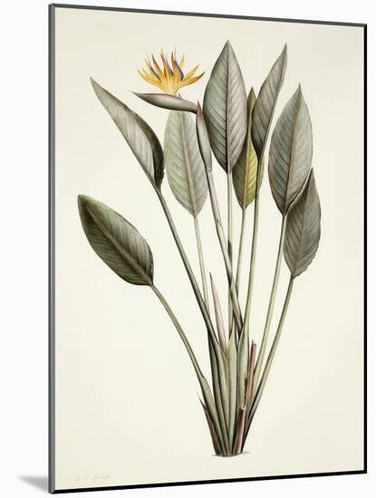 Bird of Paradise; Strelitzia Reginae-Pierre-Joseph Redouté-Mounted Giclee Print