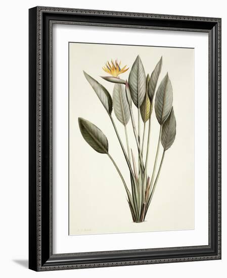 Bird of Paradise; Strelitzia Reginae-Pierre-Joseph Redouté-Framed Giclee Print